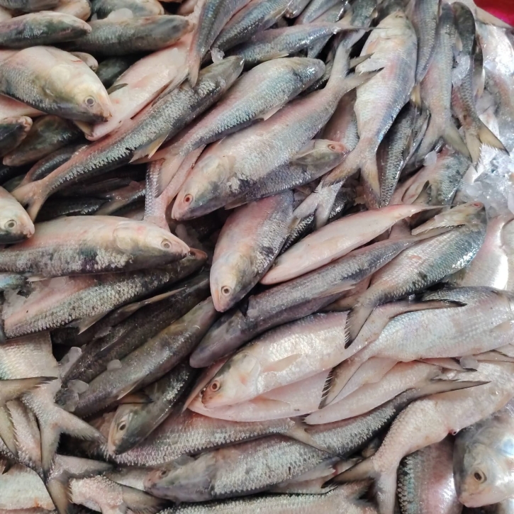 এক ট্রলারে ধরা পড়ল ৬০ মণ ইলিশ